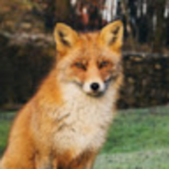 wild_